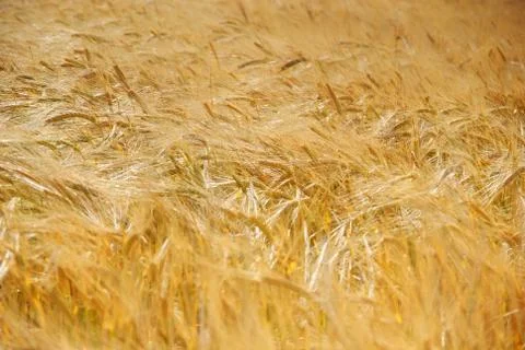 Summer barley crop Stock Photos