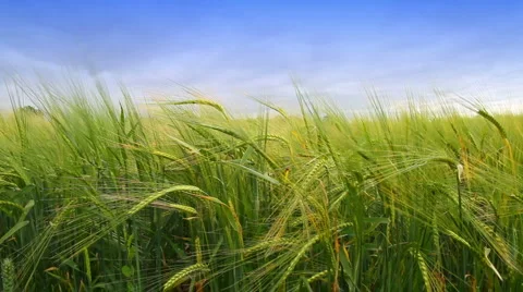 Summer Barley Field Stock-Footage 6463401