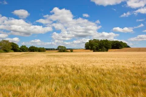 Summer barley Stock Photos