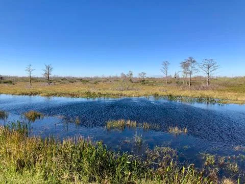 Summer on the bayou Stock Photos
