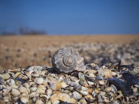 Summer beach card. A large seashell lies on a pile of colorful small shells o Stock Photos