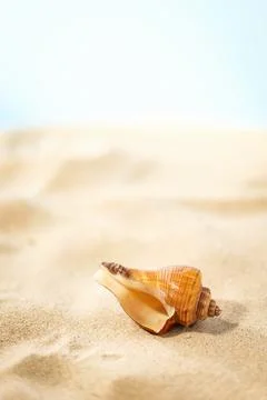 Summer Beach Creative Poster With Seashell Photography Coastal Design Stock Photos