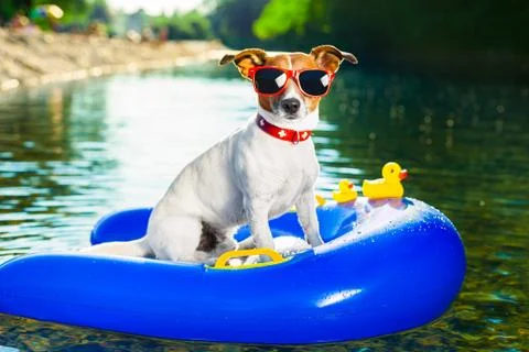 Summer beach dog 스톡 사진