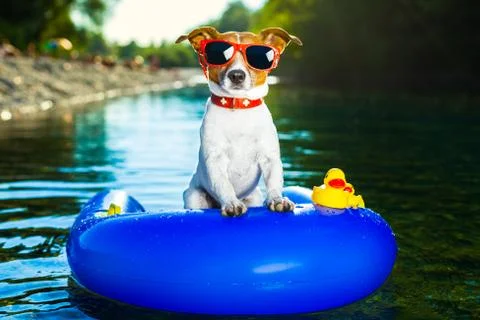 Summer beach dog Stock Photos