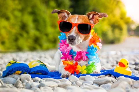 Summer beach dog Foto stock
