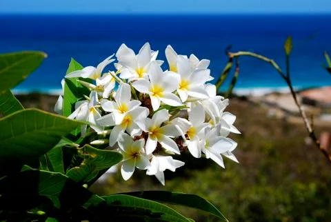 Summer Beach Flowers Stock Photos