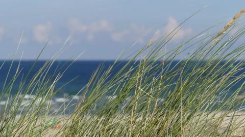 Summer beach grass in foreground - beach &amp; ocean &amp; cloudy sky in the background Stock Footage 138677326
