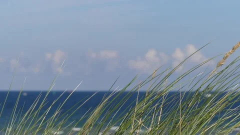 Summer beach grass in foreground - ocean &amp; cloudy sky in the background Stock Footage 138679666
