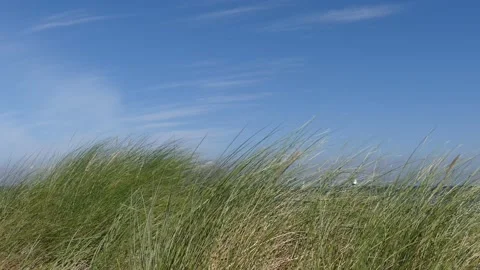 Summer beach grass in foreground - ocean, sailing ship, lighthouse in background Stock Footage 138681513