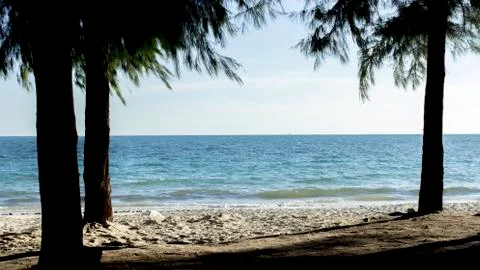 Summer on the beach with pine tree Stock Photos