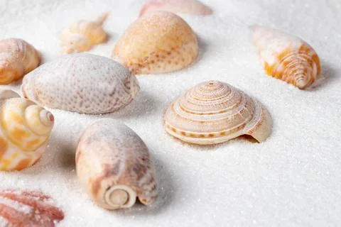 Summer beach. Seashell on the sand. close up 스톡 사진