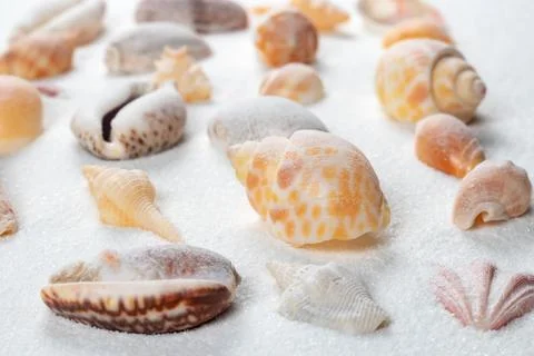 Summer beach. Seashell on the sand. close up Stock-Fotos