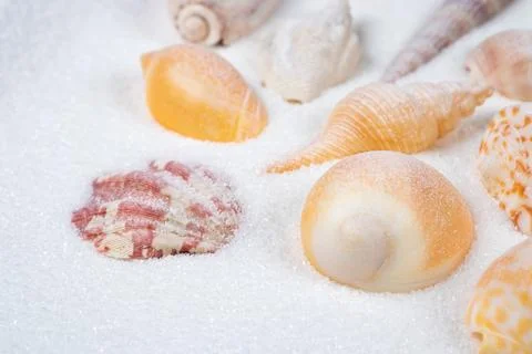 Summer beach. Seashell on the sand. close up 스톡 사진