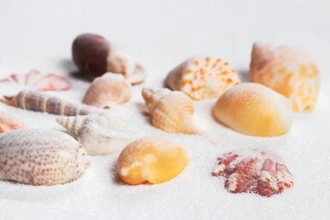 Summer beach. Seashell on the sand. close up 스톡 사진
