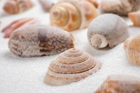 Summer beach. Seashell on the sand. close up Foto stock