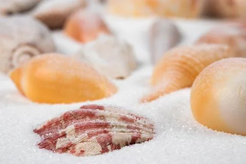 Summer beach. Seashell on the sand. close up Stock Photos