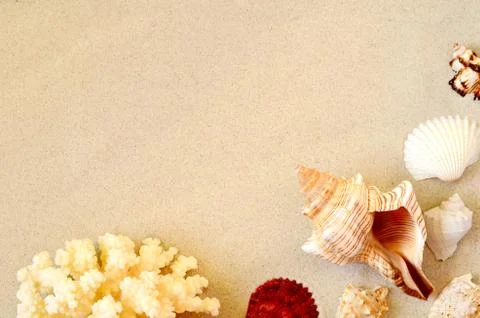 Summer beach. Seashell on the sand. Top view. Stock Photos