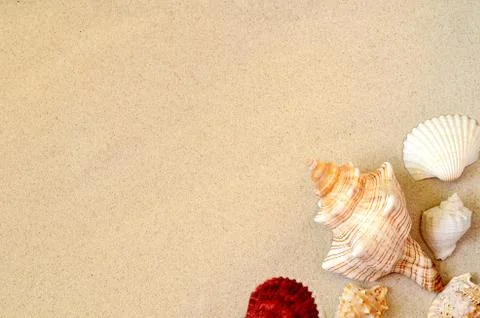 Summer beach. Seashell on the sand. Top view. Stock Photos
