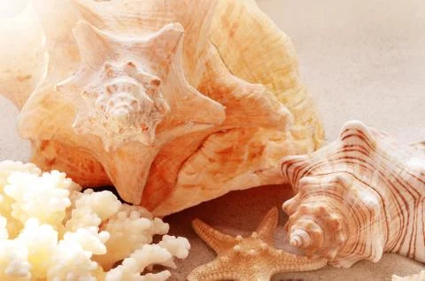 Summer beach. Seashell on the sand. Top view. Foto stock