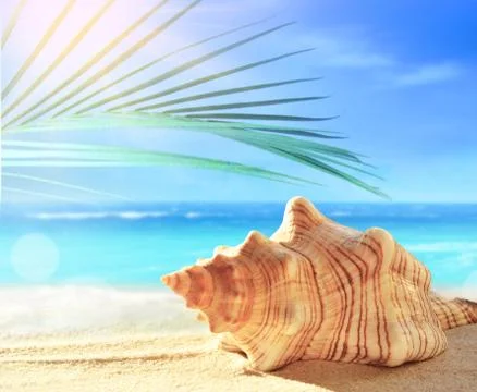 Summer beach with seashell in white sand and tropical palm leaf. Stock Photos