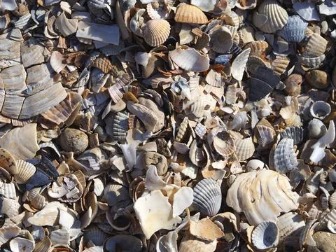 Summer beach shell background. Sea shells on the sand as a natural texture ba Stock Photos