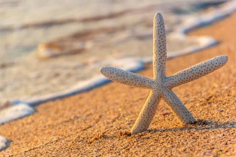 Summer beach with starfish Stock Photos