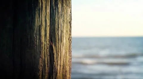 Summer Beach Wood Tree Stock Footage 25985346