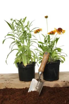 Summer bedding plants Stock Photos