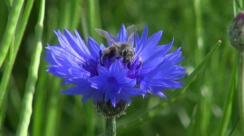 Summer bee on cornflower 库存影片 51623088