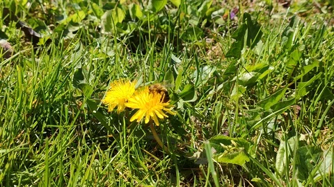 Summer bee flower Stockbeeldmateriaal 127876312