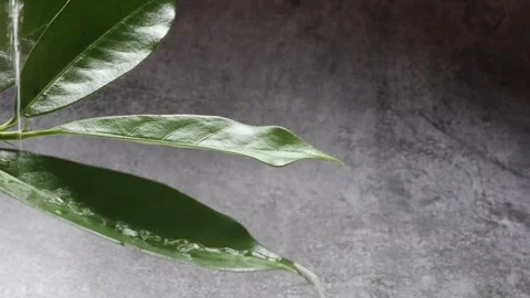 Summer beech leaf with water drops Stock Footage 337048261
