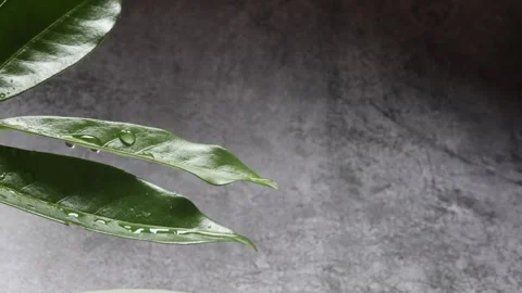 Summer beech leaf with water drops Stock Footage 337048367