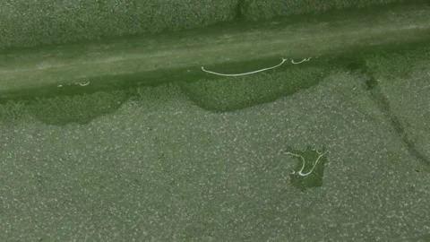 Summer beech leaf with water drops Stock Footage 337048531