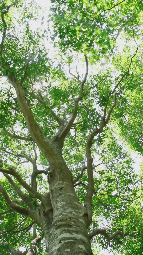 Summer Beech Tree and Rays of Light Stock Footage 327453572