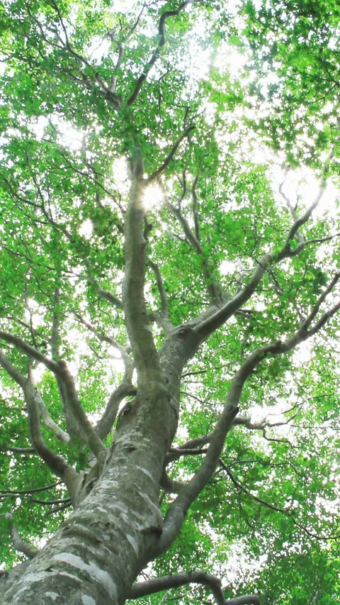 Summer Beech Tree and Rays of Light 스톡 동영상 327453815
