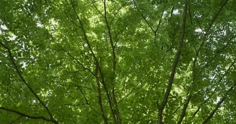 Summer beech tree canopy with green leaves at sunny day Stock Footage 345683399