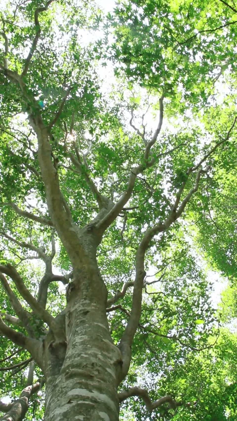 Summer Beech Tree Stock Footage 327453858