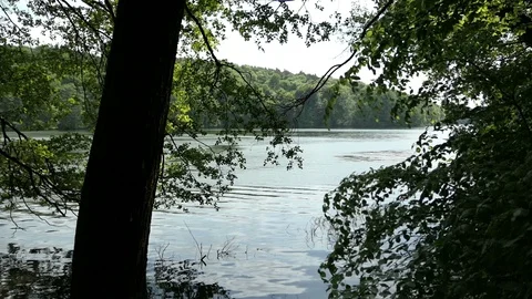 Summer beech tree forst at Tornowsee lake in Brandenburg (Germany). touristic Video stock 95599698