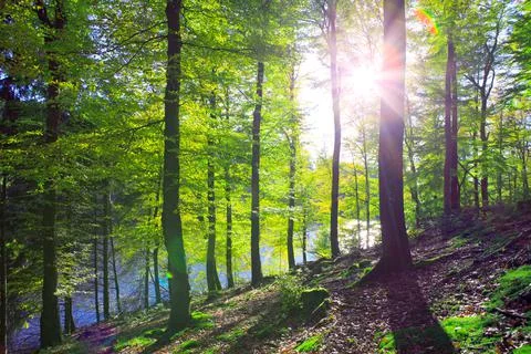 Summer beech trees on the sun and forest lake. Nature background. Stock Photos