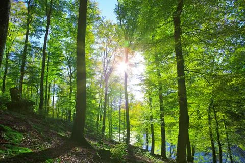 Summer beech trees on the sun and forest lake. Nature background. Foto stock