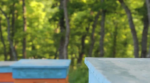 Summer Bees Flying into the Hive Crane Shot Nature BAckground HD Stock Footage 23116029