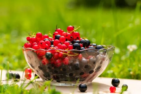 Summer berries Foto stock