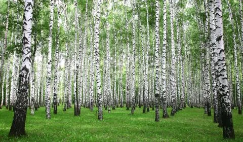 Summer birch forest Stock Photos