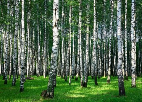 Summer birch forest in the rays of sunlight Stock Photos
