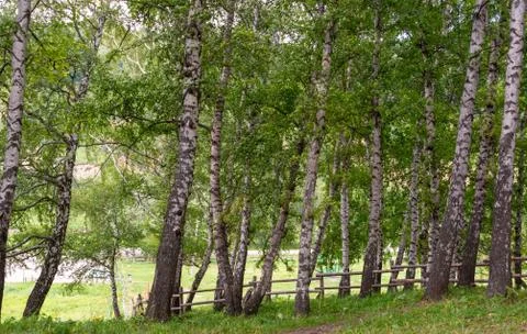 Summer birch forests Stock Photos