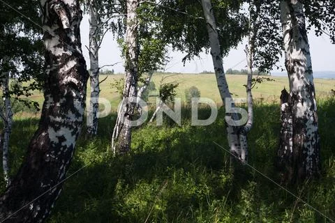 Summer birch Stock Photos