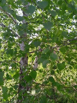 Summer birch Stockfoto's