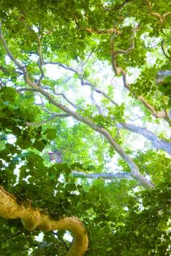 Summer birch tree Stock Photos