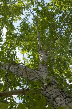 In summer, birch trees background. Sky blurred soft focus Stock Photos