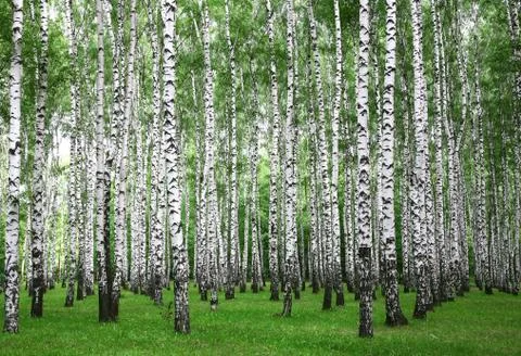 Summer birches trees Stock Photos